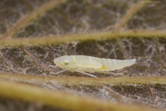 Graphocephala flavovittata