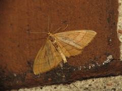 Idaea ochrata