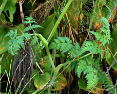 Conioselinum gmelinii