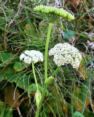 Conioselinum gmelinii