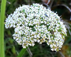 Conioselinum gmelinii