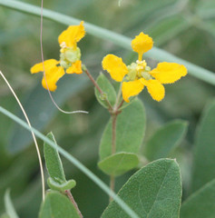Aspicarpa hirtella