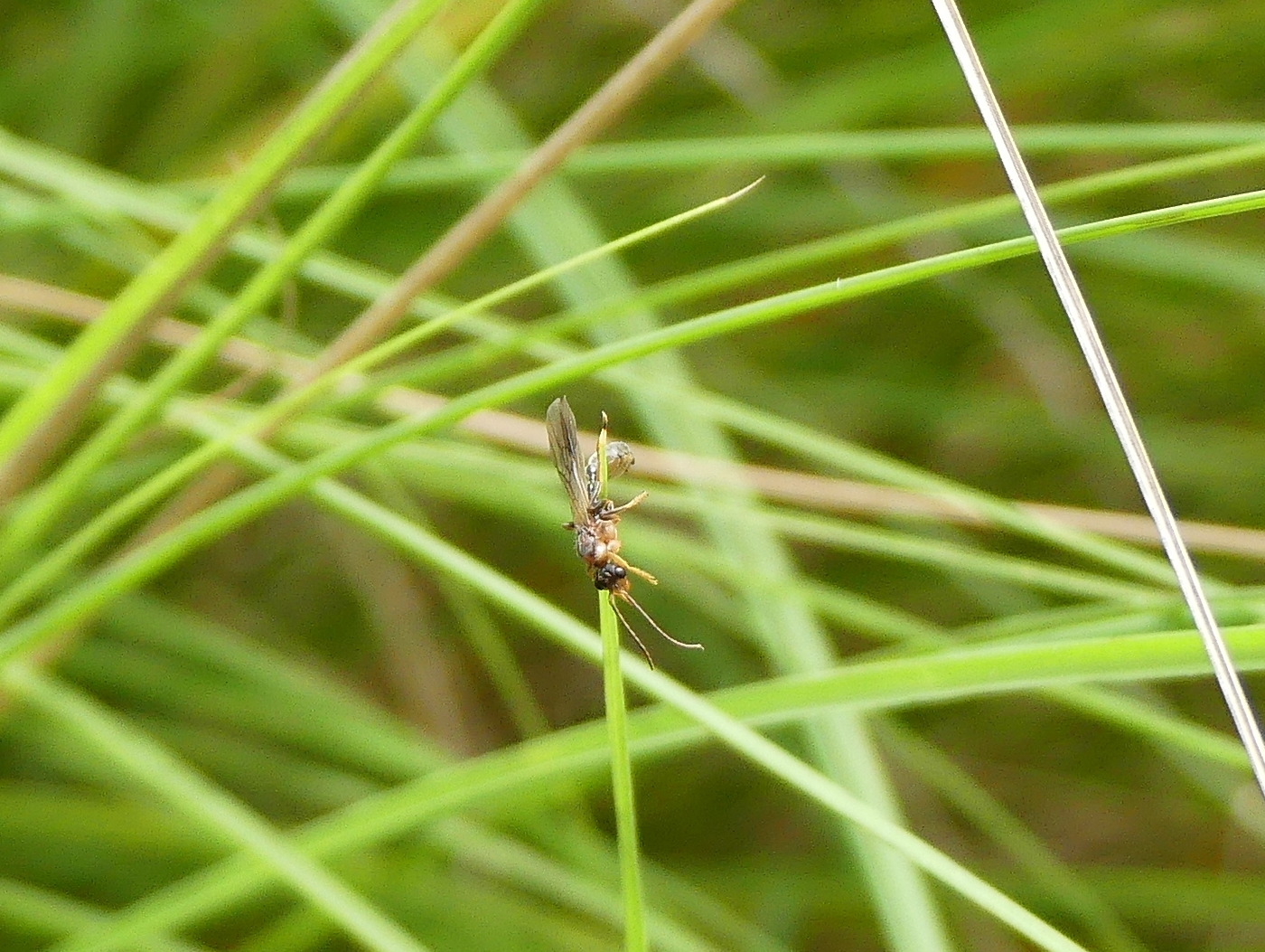 Tetraponera