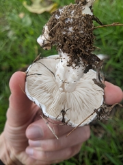 Calocybe gambosa