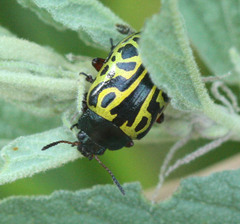 Calligrapha serpentina