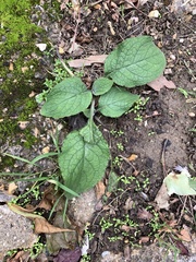 Pentaglottis sempervirens