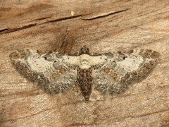 Eupithecia succenturiata