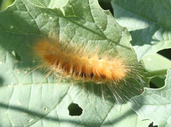 Pygarctia roseicapitis