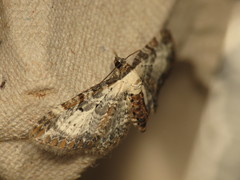 Eupithecia succenturiata