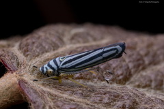 Graphocephala flavovittata