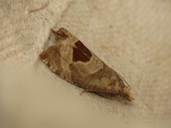 Notocelia uddmanniana