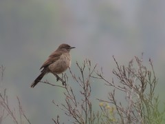 Cercotrichas coryphoeus coryphoeus