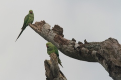 Psittacula krameri manillensis