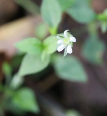Moehringia trinervia