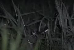 Hirundo rustica gutturalis