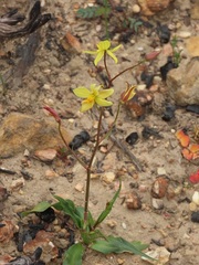 Cyanella lutea lutea