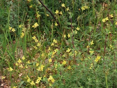 Cyanella lutea lutea