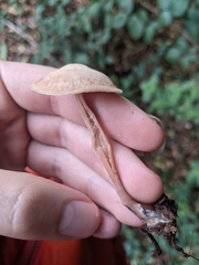 Agaricales
