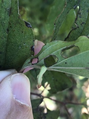 Craneiobia tuba