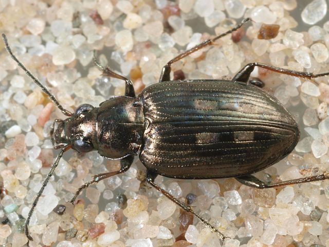 Bembidion argenteolum