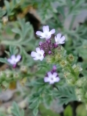 Verbena supina