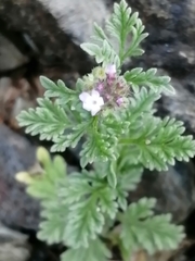 Verbena supina