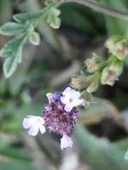 Verbena supina
