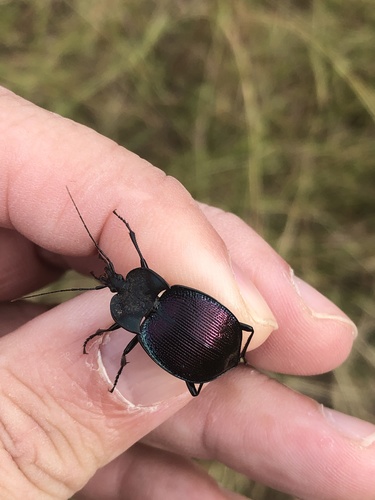 Large-thoraxed Snail-eating Beetle photo 5