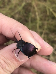 Scaphinotus elevatus