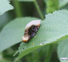 Chrysoecia scira