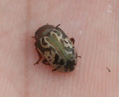 Zygogramma piceicollis