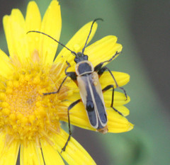 Chauliognathus opacus