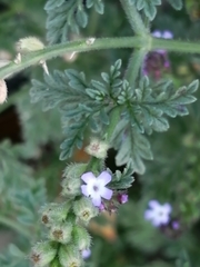 Verbena supina