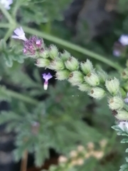 Verbena supina