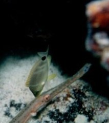 Hypoplectrus unicolor