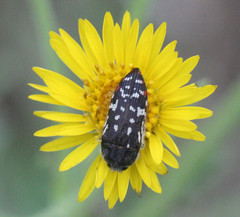 Acmaeodera rubronotata