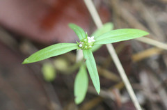 Mitracarpus breviflorus