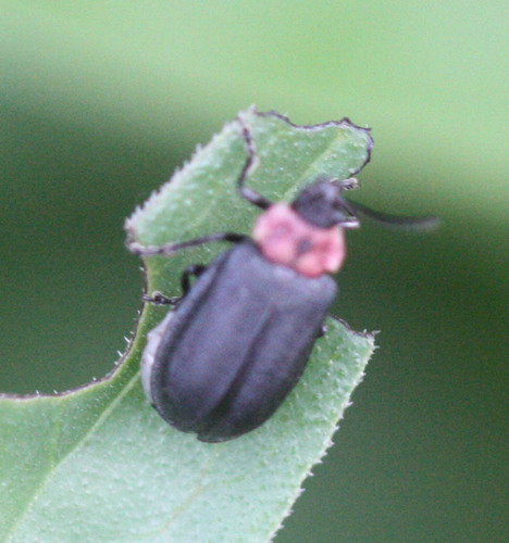 Ophraea rugosa