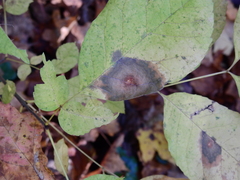 Mycosphaerella fraxinicola