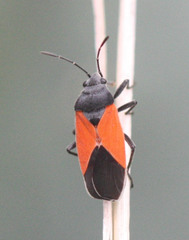Melanopleurus belfragei