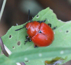 Leptinotarsa rubiginosa