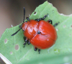 Leptinotarsa rubiginosa