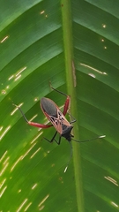 Leptoscelis excellens