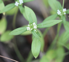 Mitracarpus breviflorus