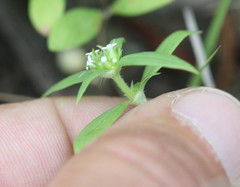 Mitracarpus breviflorus