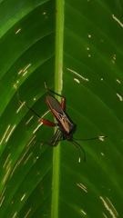 Leptoscelis excellens
