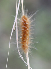 Pygarctia roseicapitis
