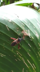 Leptoscelis excellens