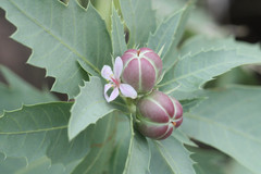 Jatropha macrorhiza