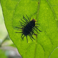 Nymphalidae